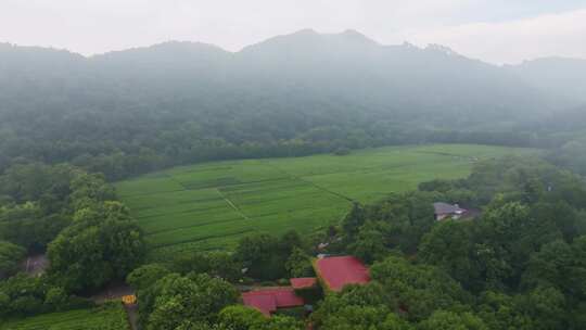 杭州茅家埠西湖龙井茶园风光