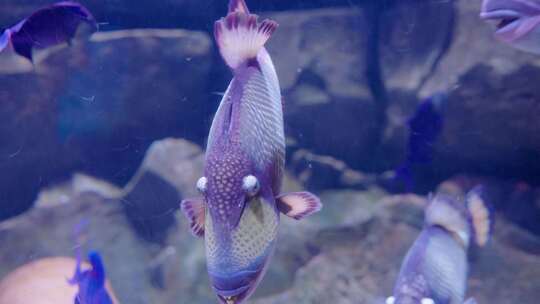 水族馆各种海鱼