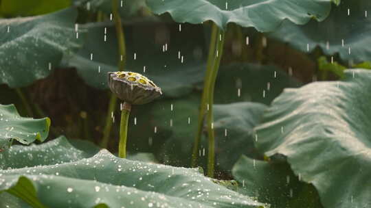 荷花荷叶莲蓬下雨水滴升格