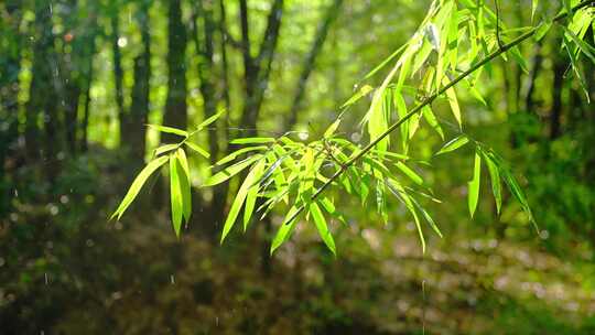 竹林竹叶禅意下雨天唯美空镜