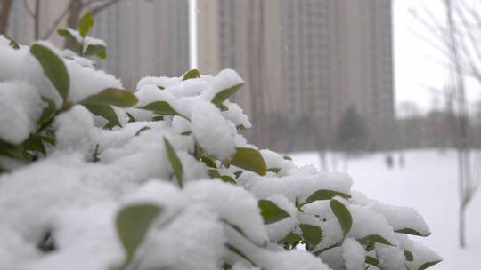 冬天下雪雪花