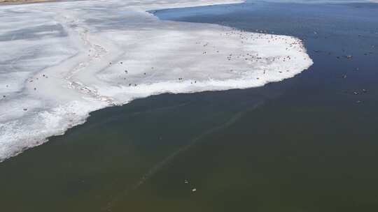 青海青海湖湖面冰面飞鸟航拍视频