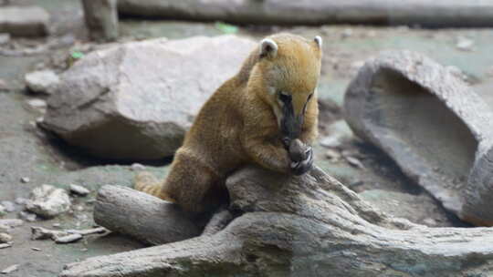 长鼻浣熊在玩石头玩耍