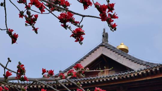 春风中摇曳的木棉花和古建筑