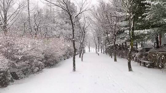 正在下雪 被积雪覆盖的 公园美景特写