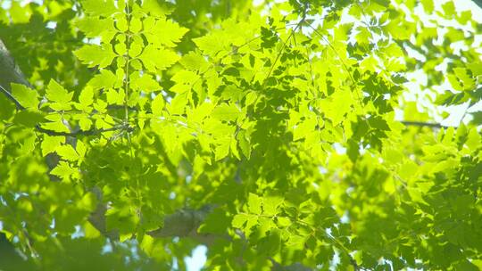 夏天阳光树叶唯美空镜头意境植物