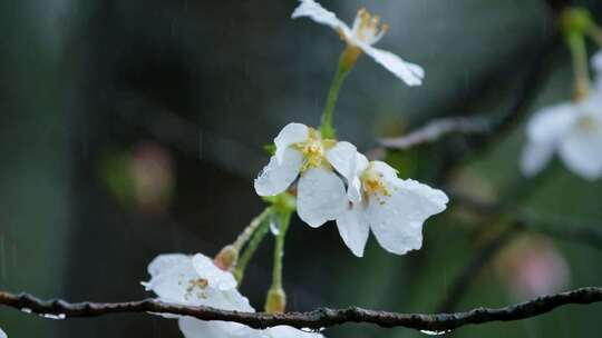 春天雨天雨滴樱花升格空镜