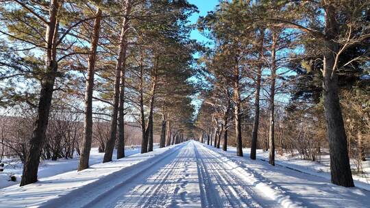 通向林海雪原的雪路