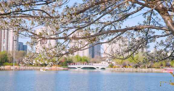 春天春季唯美的樱花空镜实拍