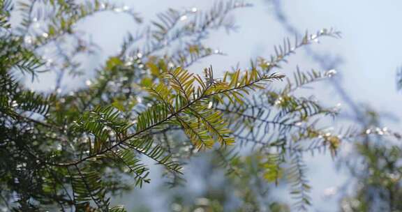 春天山区红豆杉新叶嫩芽