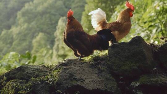 山里生态放养鸡