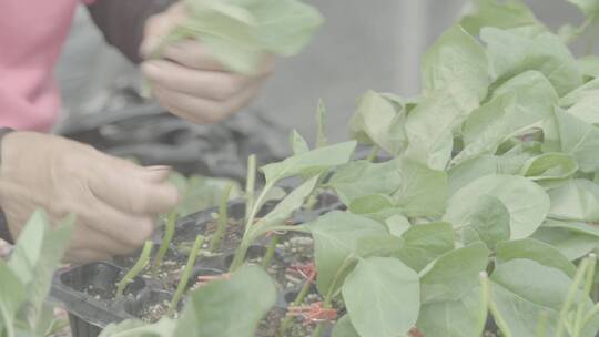 温室育苗嫁接蔬菜幼苗LOG视频素材