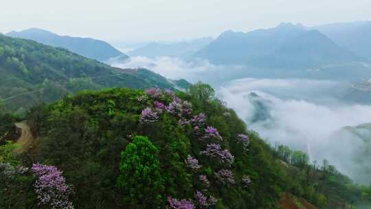 陕西秦岭镇安县海棠山