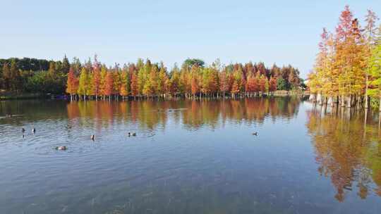 成都白鹭湾湿地公园秋季水杉红叶野鸭航拍