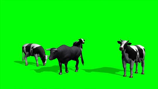 绿幕-动物-群牛呆望
