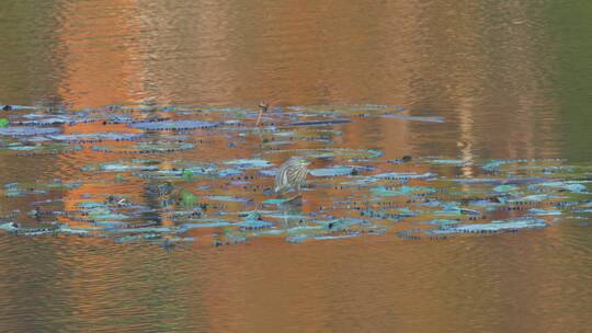 广州麓湖公园水里觅食的夜鹭水鸟野生动物