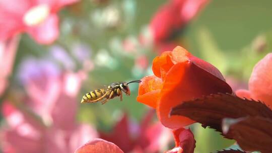 黄蜂在花朵中传粉