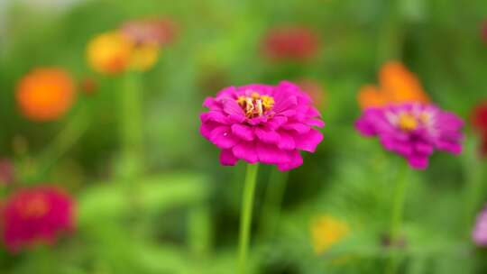 格桑花 百日菊  植物 菊花 野花盛开