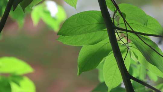 绿叶 树叶 植被 特写