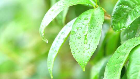 大自然下雨雨水惊蛰谷雨清明