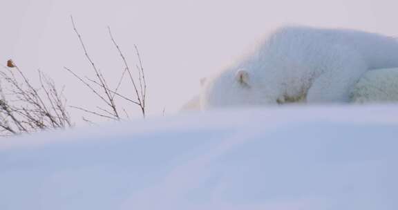 北极熊幼崽躺在母猪身上，在雪地后面和它的