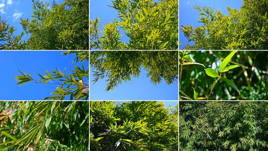 合集-蓝天下茂密的绿色竹林竹叶自然风景高清在线视频素材下载