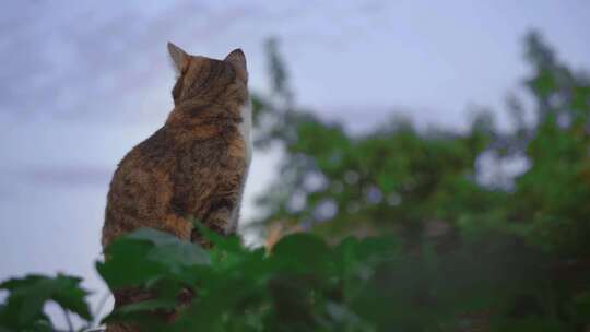一只橘猫在楼顶张望特写