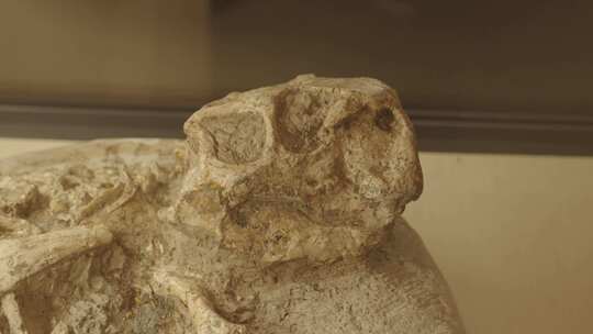 古生物博物馆里存放展示的恐龙化石视频素材模板下载