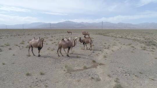 一群骆驼在戈壁滩上近距离航拍