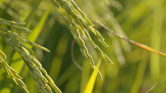 夏末水稻穗大米粮食庄稼唯美升格