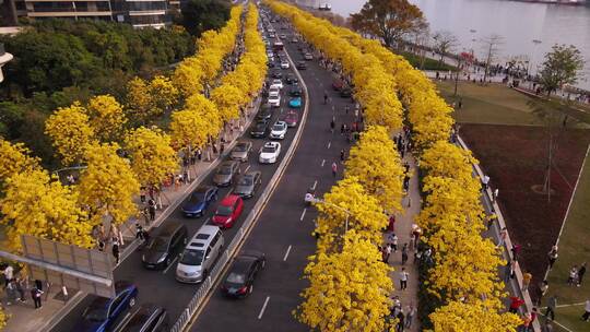 汽车行驶在公路上，道路两边盛开着黄花