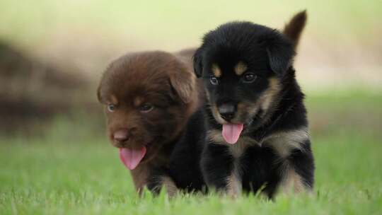草地上两只可爱的小狗
