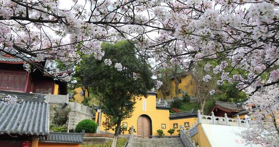 唯美春天南京古城墙鸡鸣寺樱花