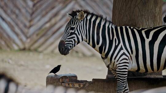 动物园斑马黑白条纹