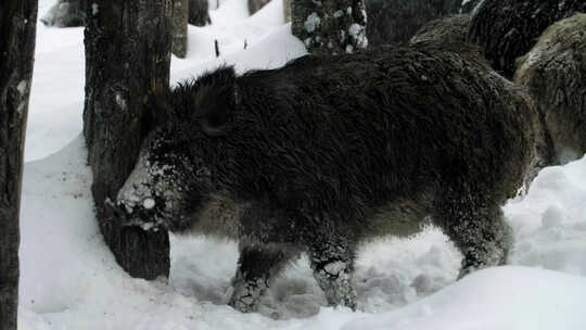 雪地里的野猪视频素材模板下载