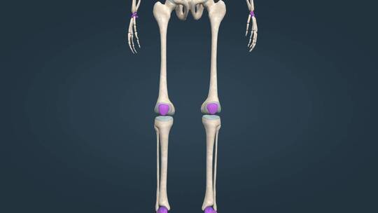 医学人体器官骨骼结构三维动画