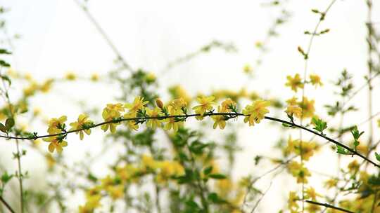 春天的嫩枝 迎春花 小黄花 日落 春风