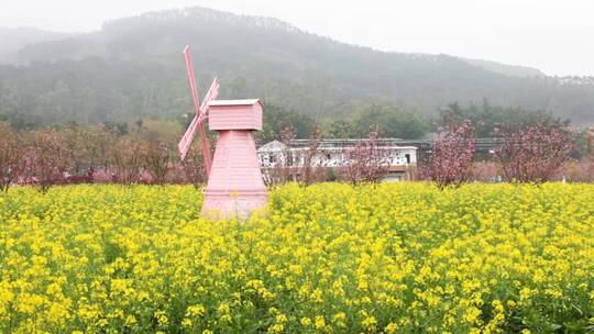 实拍油菜花田和风车