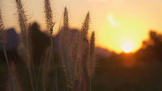 夕阳狗尾巴草光影变化