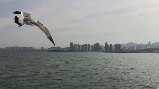 山东威海刘公岛游船渡轮海鸥游客威海湾轮渡