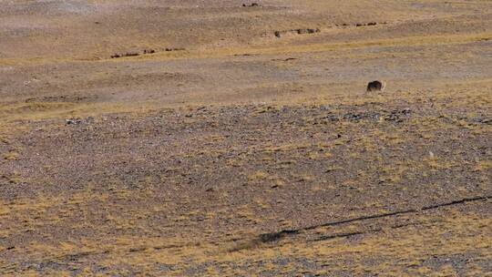 青海可可西里自然保护区草原上一只藏羚羊