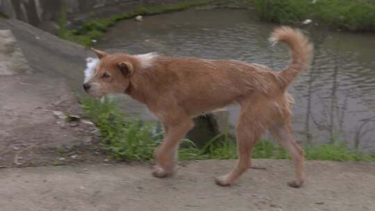 C湖南花恒县家犬实拍视频