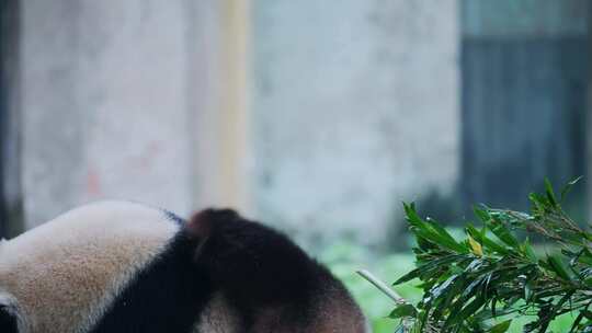 熊猫莽仔吃竹子视频素材模板下载