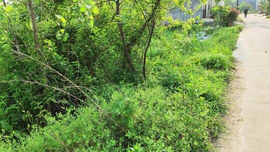 疫情城市农村街道菜园春天绿色植物