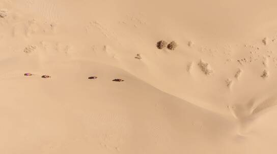 阿拉善沙漠骆驼