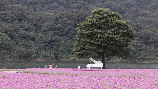 广州市从化区石门森林公园天池花海景观