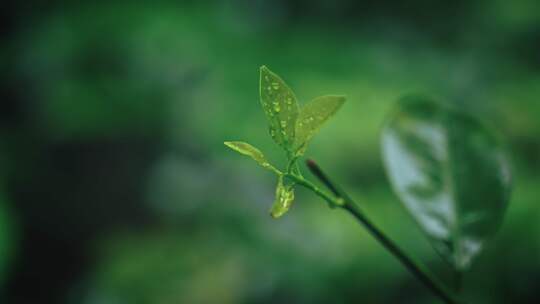 植物抽芽发芽花春雷春雨春天绿2555视频素材模板下载