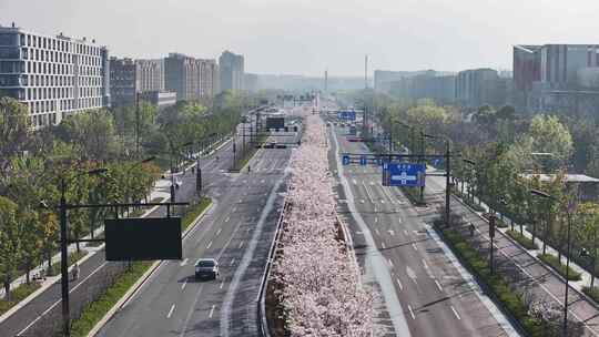 杭州未来科技城文一西路通往春天的樱花大道