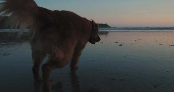 金毛猎犬，狗，海滩，日落