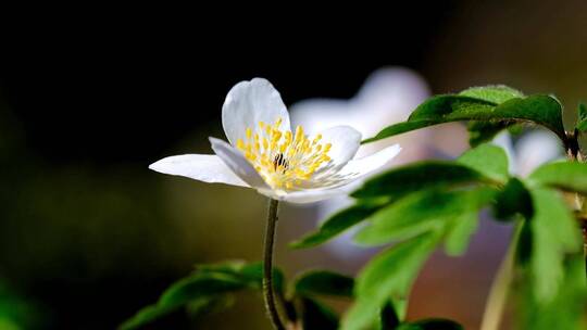 木海葵 花 野花